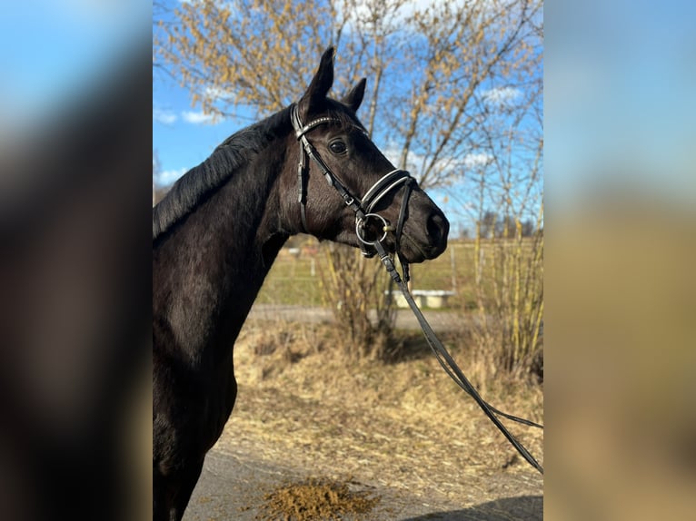 Trakehner Mare 3 years 15,2 hh Black in Herbstein
