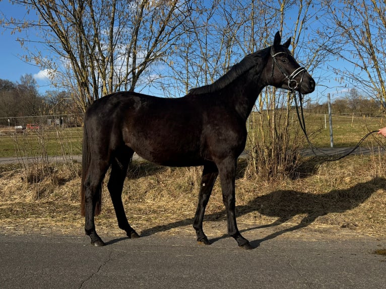 Trakehner Mare 3 years 15,2 hh Black in Herbstein