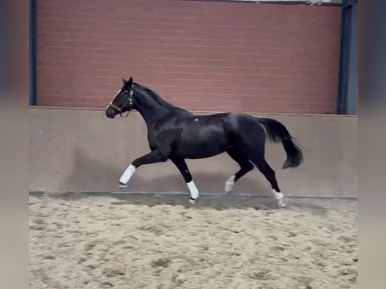Trakehner Mare 3 years 16.1 hh Bay-Dark in Rondeshagen
