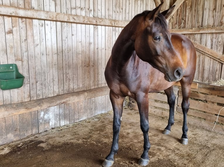 Trakehner Mare 3 years 16,1 hh Bay-Dark in Trostberg