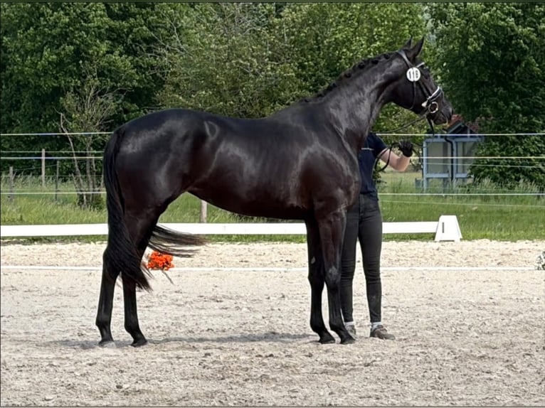Trakehner Mare 3 years 16.1 hh Black in Schotten