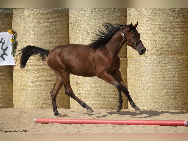 Trakehner Mare 3 years 16,1 hh Brown-Light in Aytos