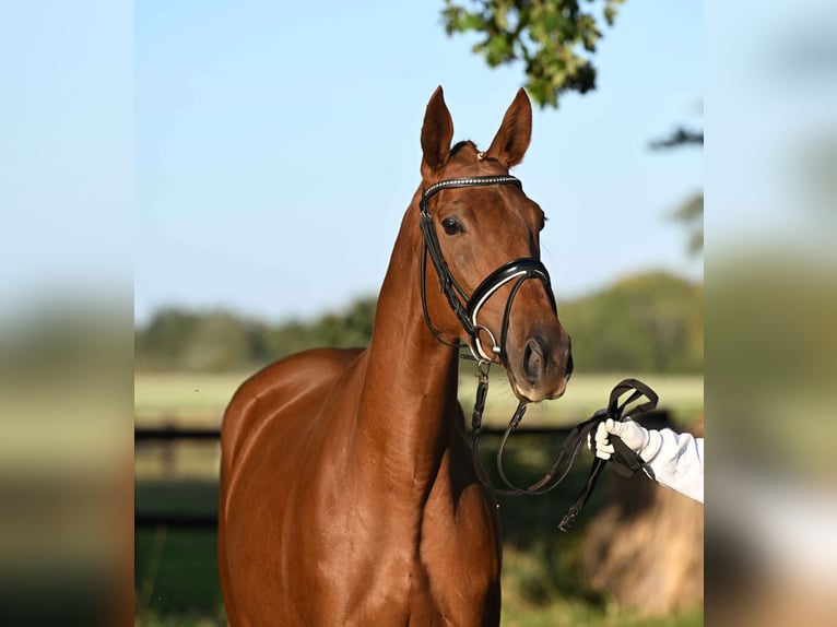 Trakehner Mare 3 years 16,1 hh Chestnut-Red in Weste