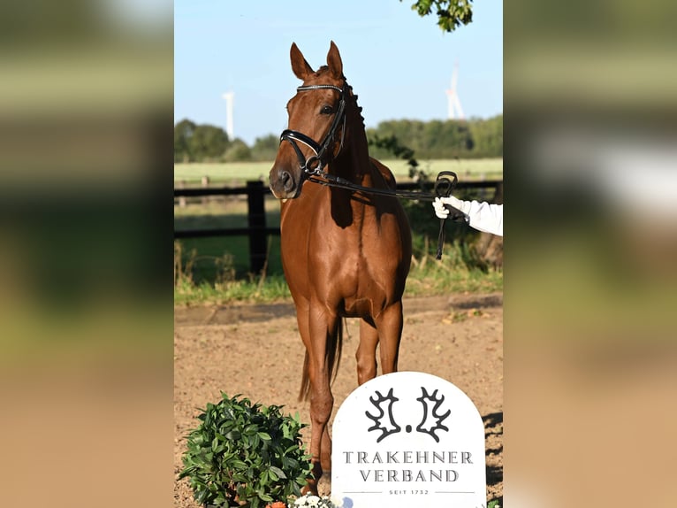 Trakehner Mare 3 years 16,1 hh Chestnut-Red in Weste