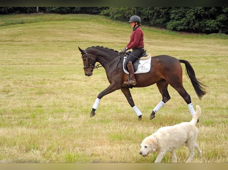 Trakehner Mare 3 years 16,2 hh Bay-Dark in Emmerthal