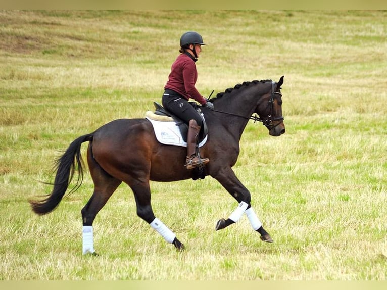 Trakehner Mare 3 years 16,2 hh Bay-Dark in Emmerthal