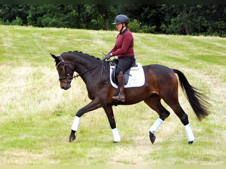 Trakehner Mare 3 years 16,2 hh Bay-Dark in Emmerthal