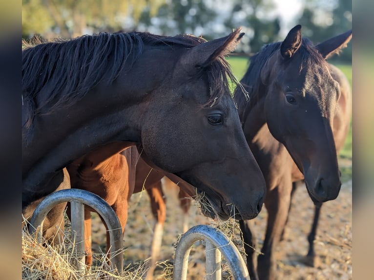 Trakehner Mare 3 years 16,2 hh Bay-Dark in Nellingen Aichen