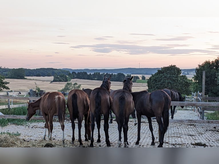 Trakehner Mare 3 years 16,2 hh Bay-Dark in Nellingen Aichen