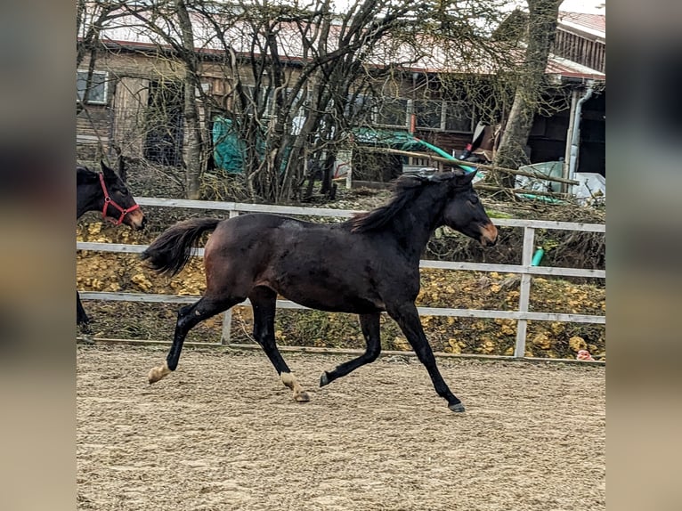 Trakehner Mare 3 years 16,2 hh Bay-Dark in Nellingen Aichen