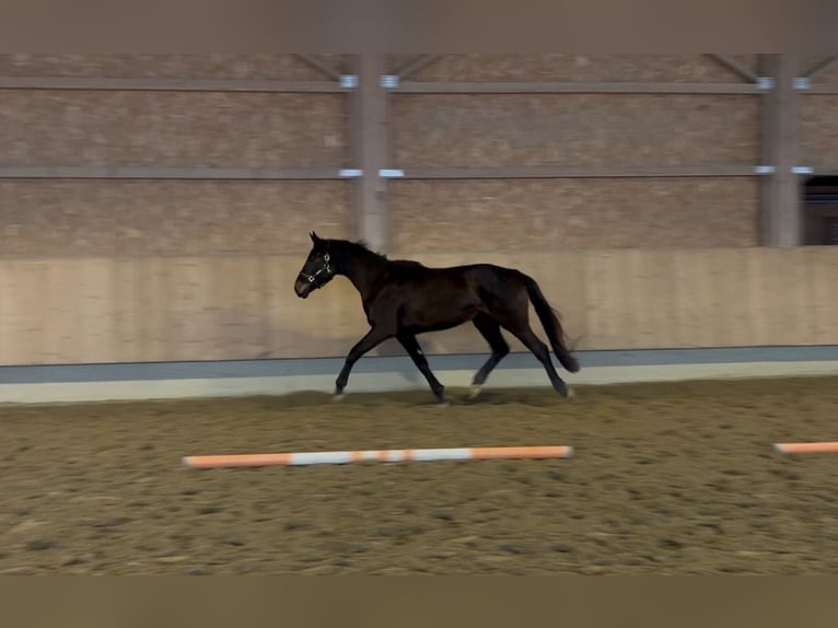 Trakehner Mare 3 years 16.2 hh Bay-Dark in Langenenslingen