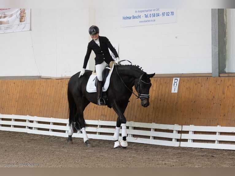 Trakehner Mare 3 years 16,2 hh Smoky-Black in Neumünster