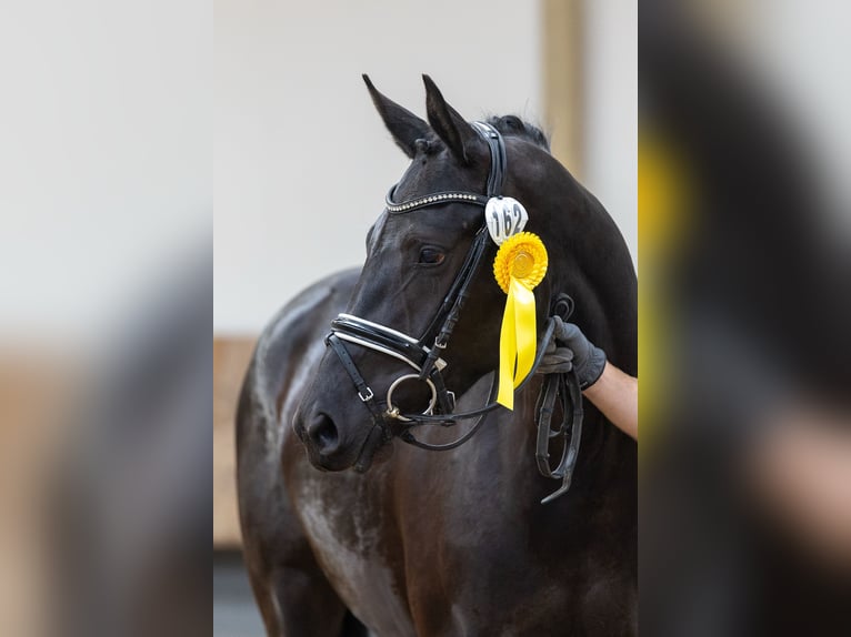 Trakehner Mare 3 years 16 hh Black in Mittenaar