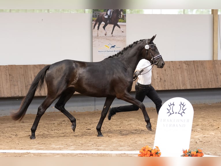Trakehner Mare 3 years 16 hh Black in Mittenaar