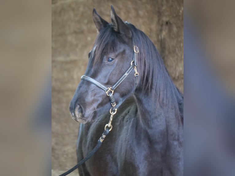 Trakehner Mare 3 years 16 hh Black in Günzburg