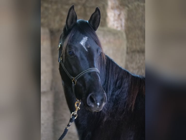 Trakehner Mare 3 years 16 hh Black in Günzburg