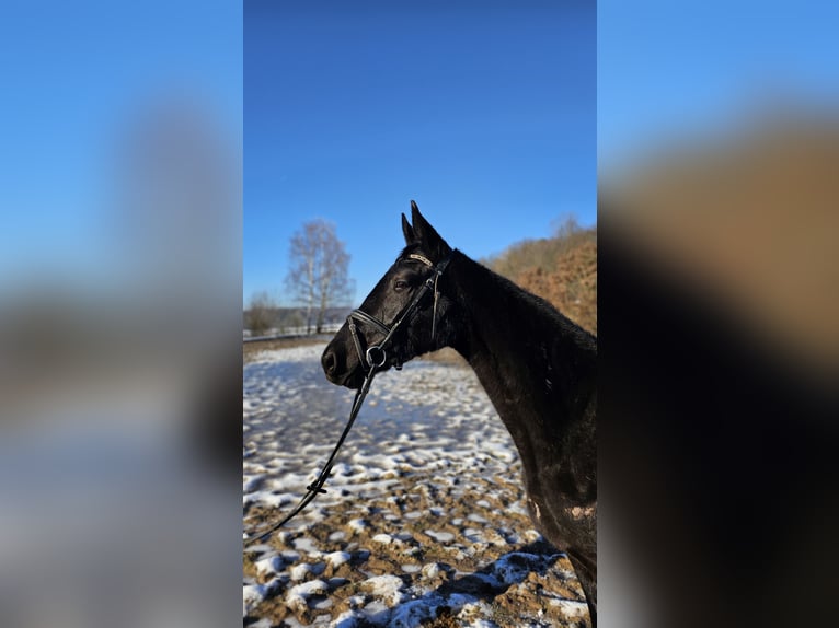 Trakehner Mare 3 years 16 hh Black in Uslar