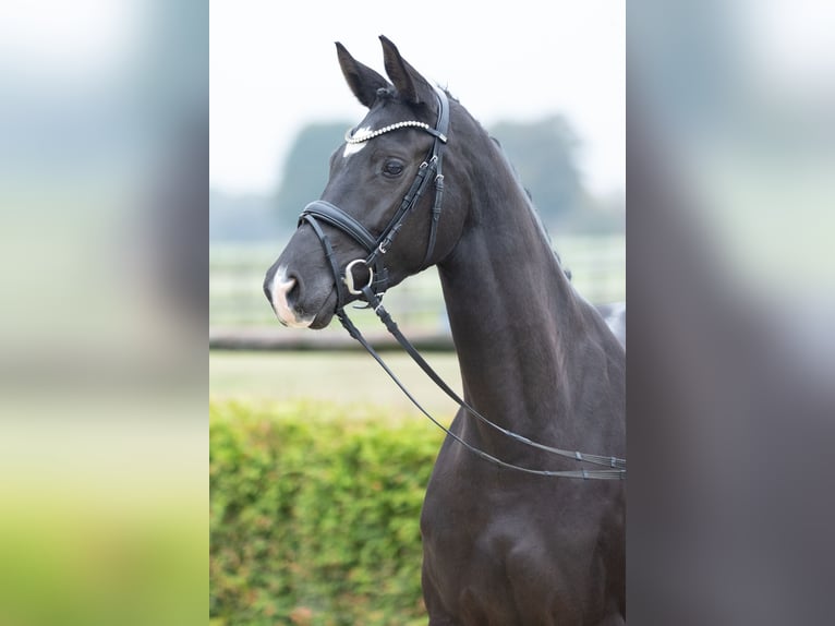 Trakehner Mare 3 years 16 hh Black in Geldern