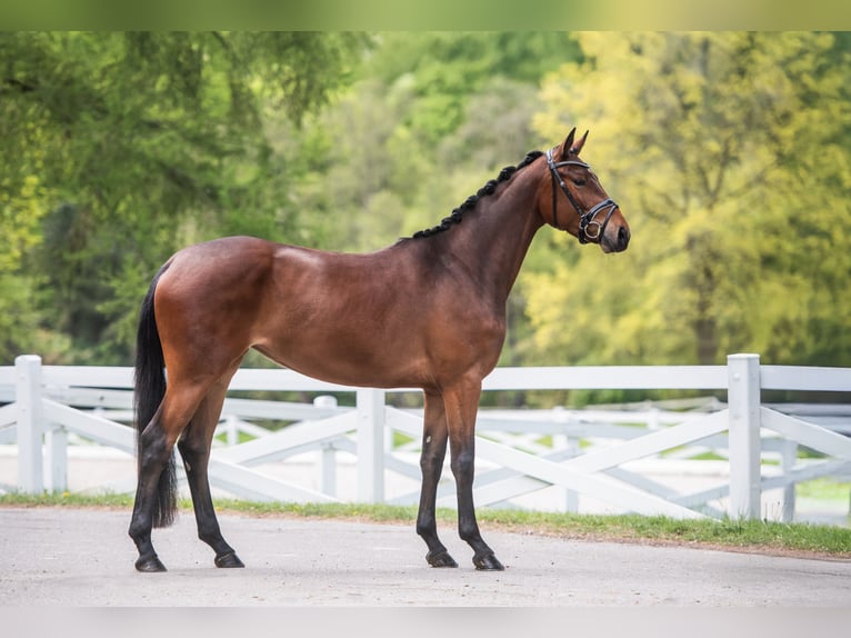 Trakehner Mare 3 years 16 hh Brown in Panker