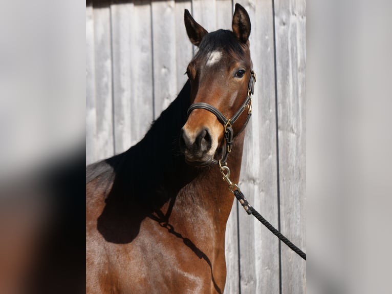 Trakehner Mare 3 years 16 hh Brown in Günzburg