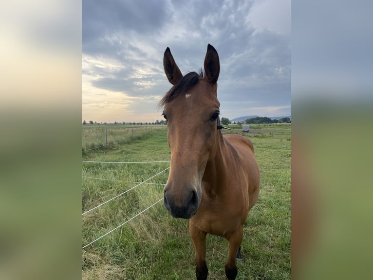 Trakehner Mare 3 years 16 hh Brown in Weißenburg in Bayern