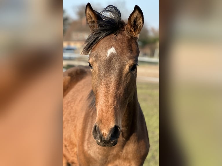 Trakehner Mare 3 years 16 hh Brown in Langenhagen