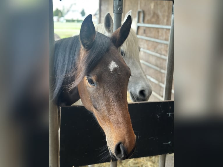 Trakehner Mare 3 years 16 hh Brown in Langenhagen