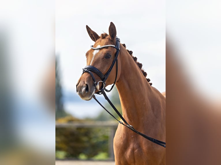 Trakehner Mare 3 years 16 hh Chestnut-Red in Unterneukirchen