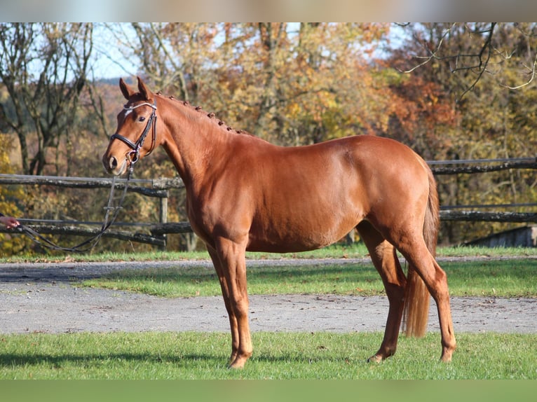 Trakehner Mare 3 years 16 hh Chestnut-Red in Bodenfelde