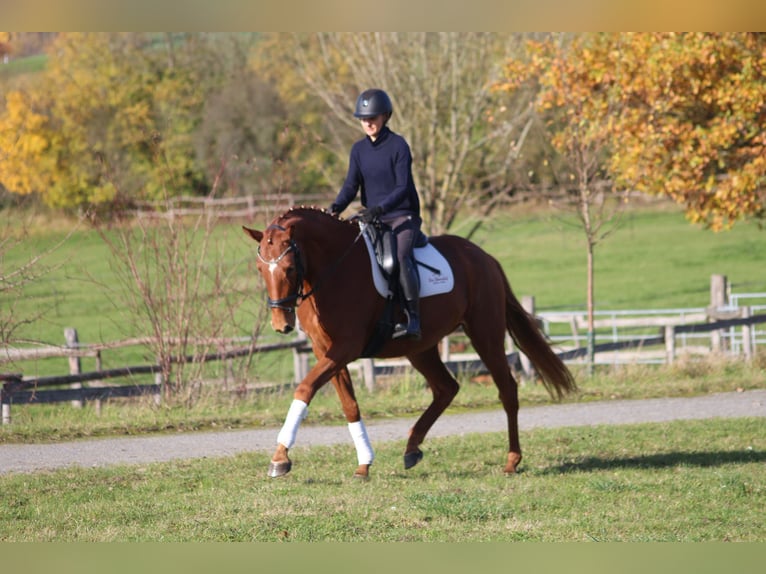 Trakehner Mare 3 years 16 hh Chestnut-Red in Bodenfelde