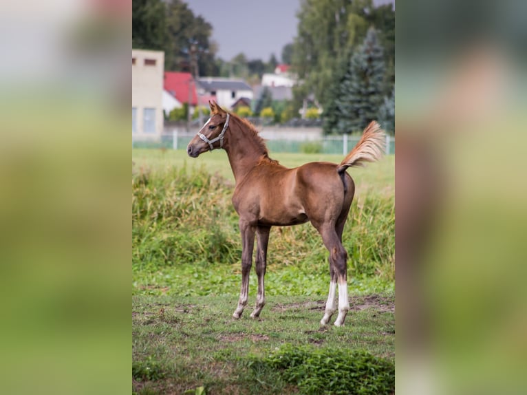Trakehner Mare 3 years 16 hh Chestnut-Red in Nowe IganieSiedlce