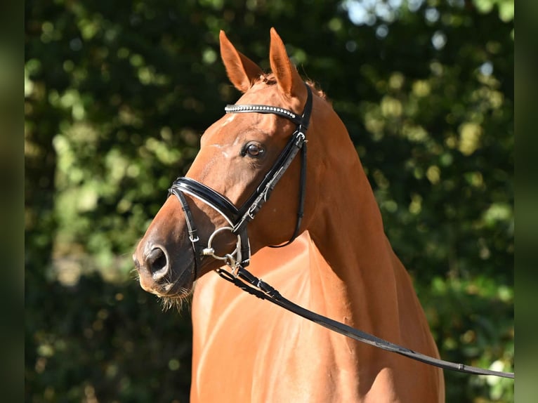 Trakehner Mare 3 years 16 hh Chestnut-Red in Weste