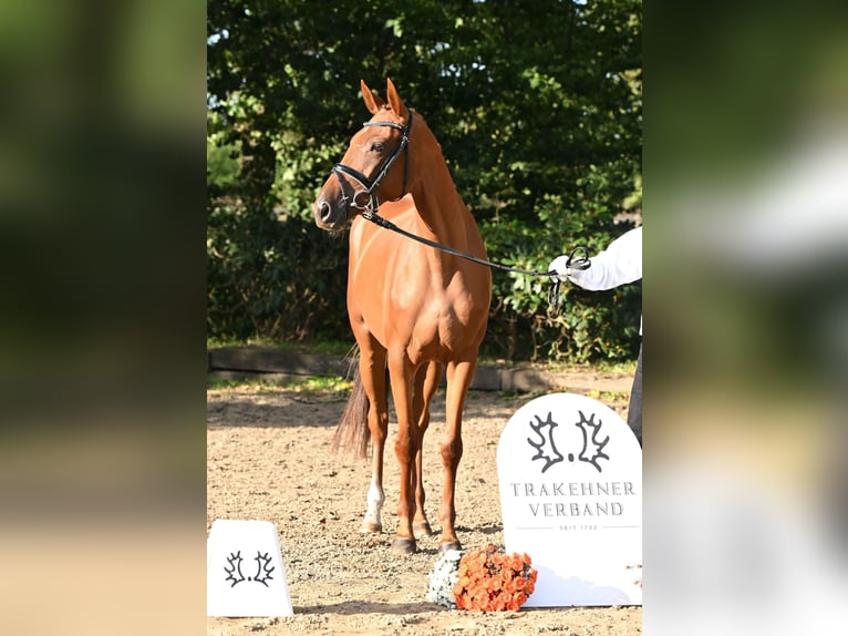 Trakehner Mare 3 years 16 hh Chestnut-Red in Weste