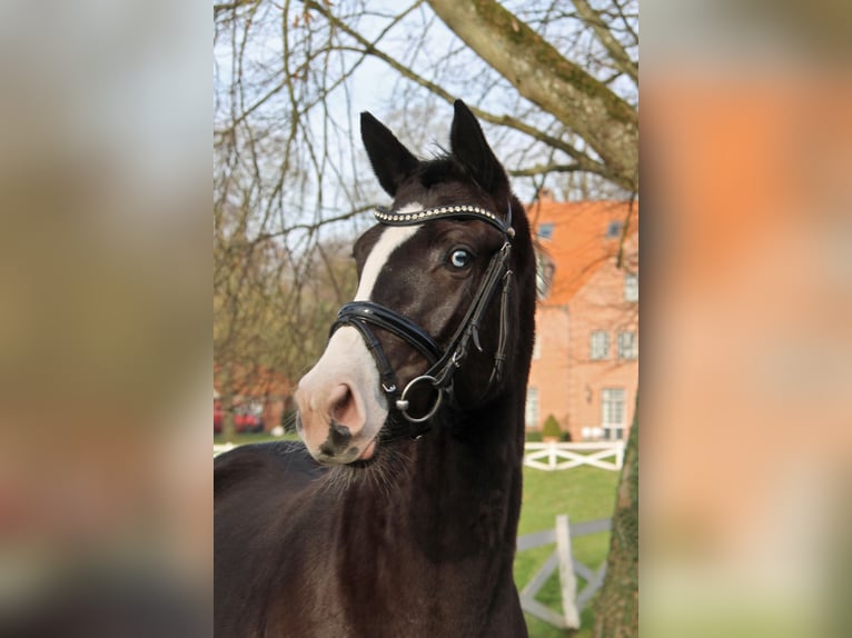 Trakehner Mare 3 years 16 hh Smoky-Black in Panker