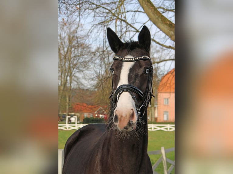 Trakehner Mare 3 years 16 hh Smoky-Black in Panker