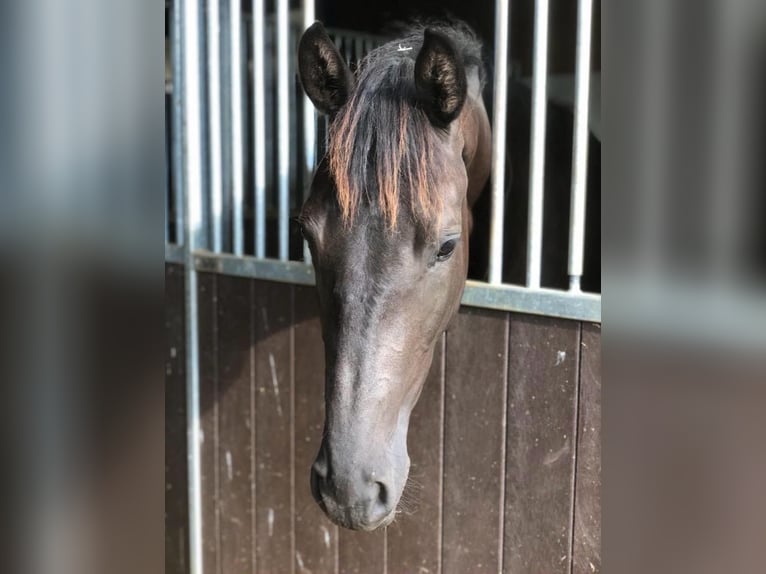Trakehner Mare 3 years 16,1 hh Bay-Dark in Blaustein