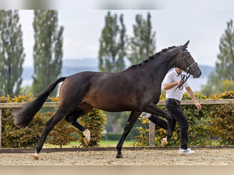Trakehner Mare 3 years 16,1 hh Bay-Dark in Moosach