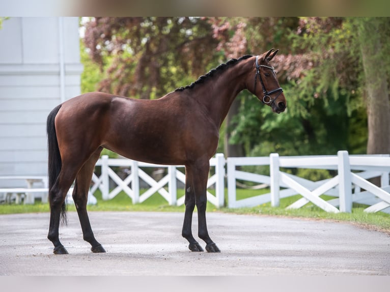 Trakehner Mare 3 years 16,1 hh Brown in Panker