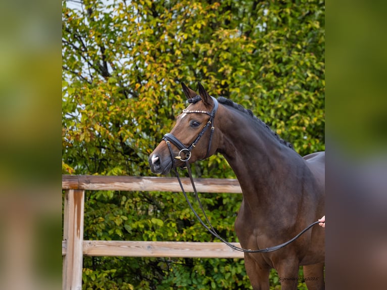 Trakehner Mare 3 years 16,1 hh Brown in Essen