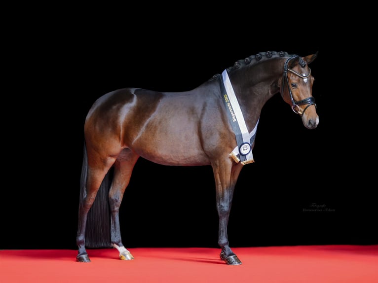 Trakehner Mare 3 years 16,1 hh Brown in Essen