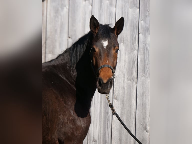 Trakehner Mare 3 years 16,1 hh Brown in Günzburg