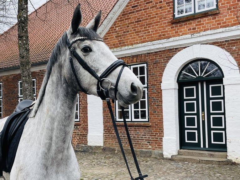 Trakehner Mare 3 years 16,1 hh Grey in Panker