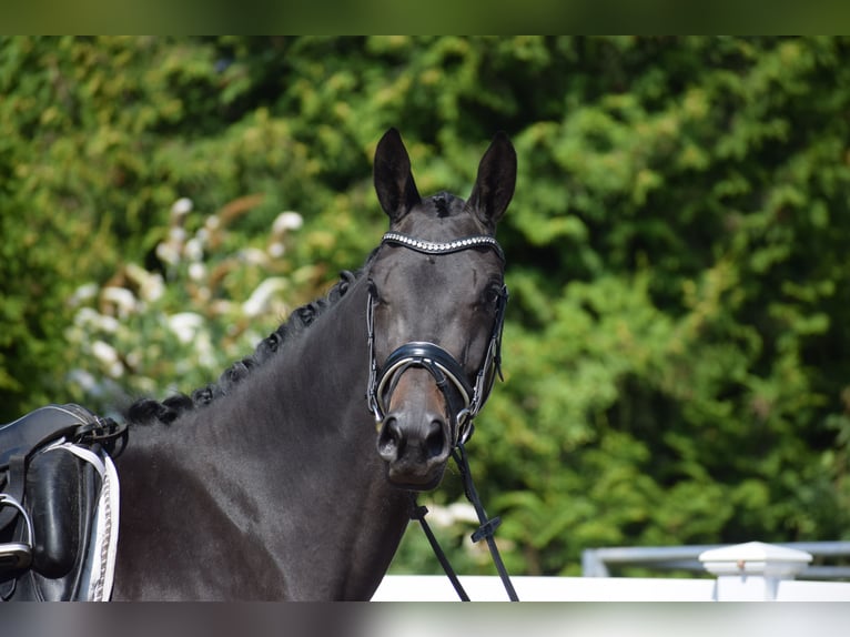 Trakehner Mare 3 years 16,1 hh Smoky-Black in D&#xE4;tgen