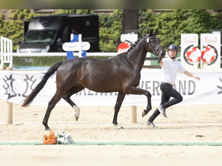Trakehner Mare 3 years 16,1 hh Smoky-Black in Suhlendorf