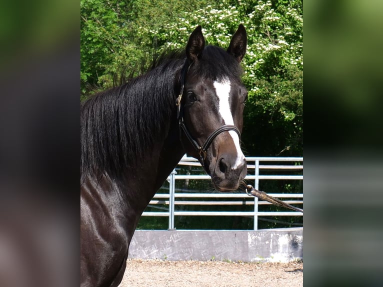 Trakehner Mare 3 years 16,1 hh Smoky-Black in G&#xFC;nzburg