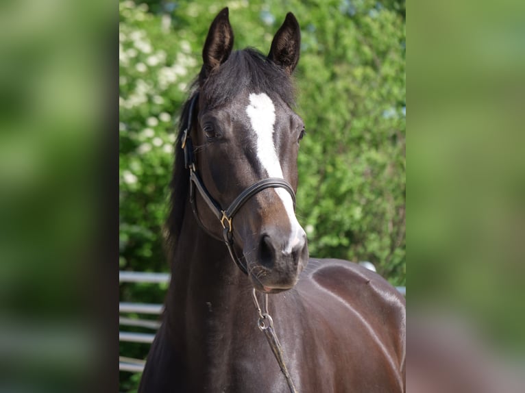 Trakehner Mare 3 years 16,1 hh Smoky-Black in G&#xFC;nzburg