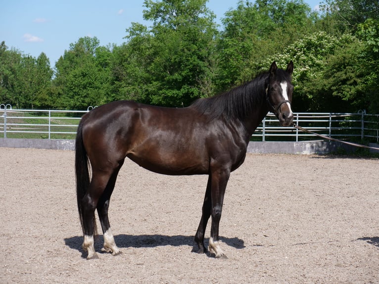 Trakehner Mare 3 years 16,1 hh Smoky-Black in G&#xFC;nzburg