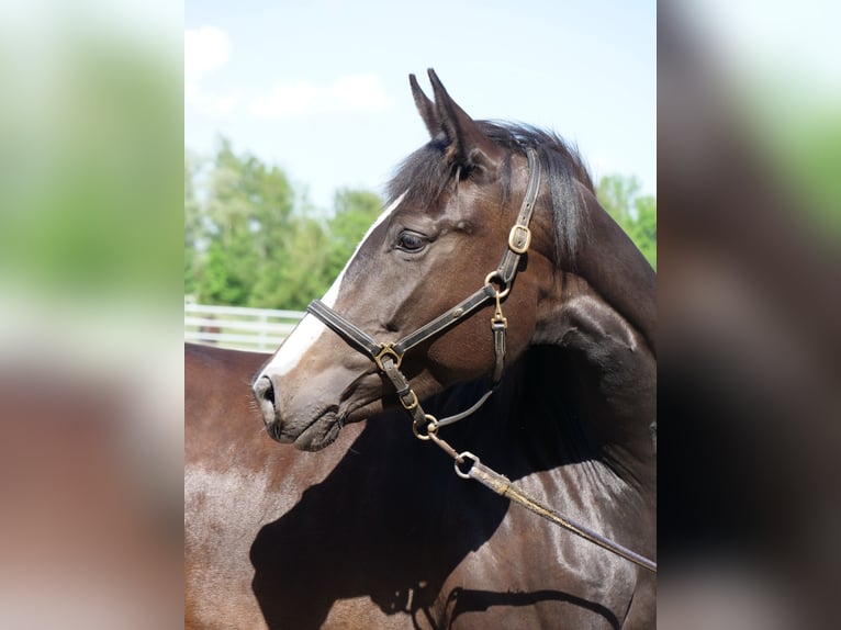 Trakehner Mare 3 years 16,1 hh Smoky-Black in G&#xFC;nzburg