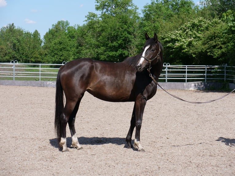 Trakehner Mare 3 years 16,1 hh Smoky-Black in G&#xFC;nzburg