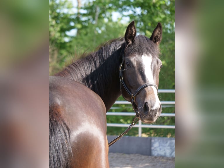 Trakehner Mare 3 years 16,1 hh Smoky-Black in G&#xFC;nzburg